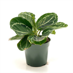 Calathea ‘Green Rose’