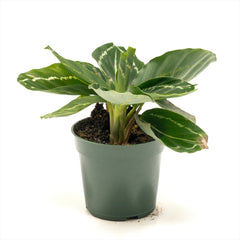 Calathea ‘Green Rose’