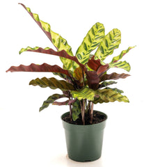 Calathea ‘Rattle Snake’
