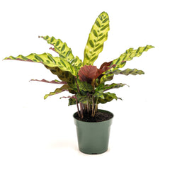 Calathea ‘Rattle Snake’