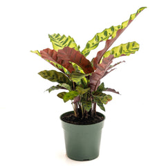 Calathea ‘Rattle Snake’