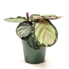 Calathea ‘White Cloud’