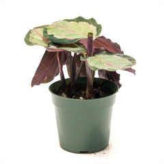 Calathea ‘White Cloud’