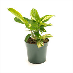 Ctenanthe 'Golden Mosaic'