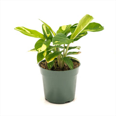 Ctenanthe 'Golden Mosaic'