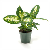 Dieffenbachia ‘Seguine’