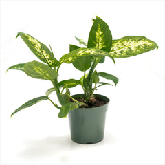 Dieffenbachia ‘Seguine’