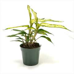 Dieffenbachia ‘Star Bright’