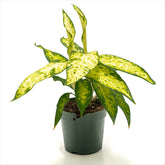 Dieffenbachia ‘Star Bright’
