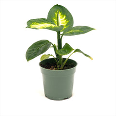 Dieffenbachia ‘Tropic Marianne’