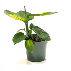 Dieffenbachia ‘Tropic Marianne’