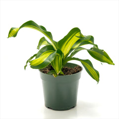Dracaena 'Gold Card'