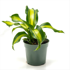 Dracaena 'Gold Card'