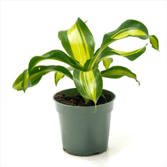 Dracaena 'Gold Card'
