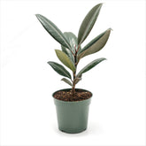 Ficus 'Burgundy'