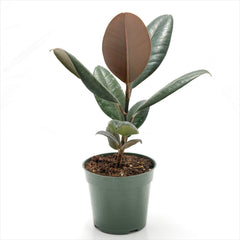 Ficus 'Burgundy'