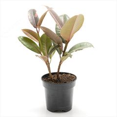 Ficus 'Ruby'