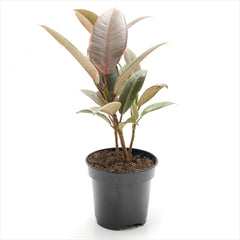 Ficus 'Ruby'