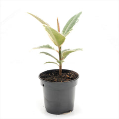 Ficus 'Tineke'