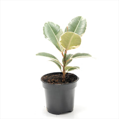 Ficus 'Tineke'