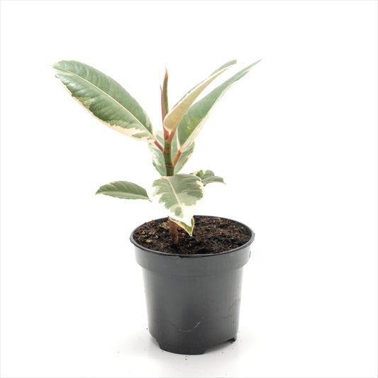 Ficus 'Tineke'