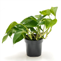 Pothos 'Golden'