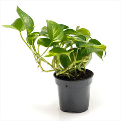 Pothos 'Golden'