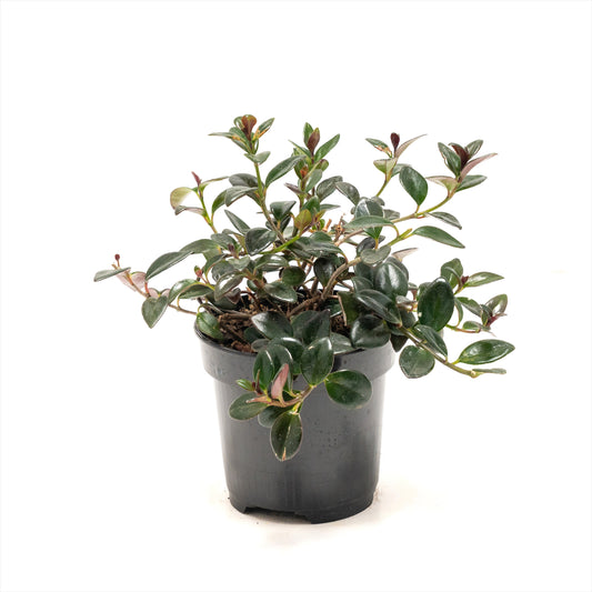 Goldfish Plant 'Shady Lady'