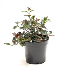 Goldfish Plant 'Shady Lady'