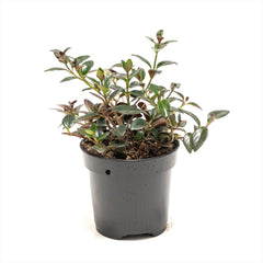 Goldfish Plant 'Shady Lady'