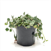 Hoya curtisii 'Tiny Leaf Wax Plant'