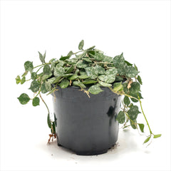 Hoya curtisii 'Tiny Leaf Wax Plant'