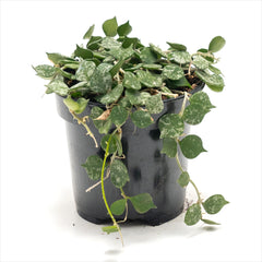 Hoya curtisii 'Tiny Leaf Wax Plant'