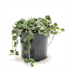 Hoya curtisii 'Tiny Leaf Wax Plant'