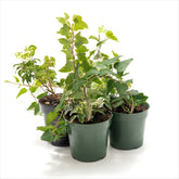 Ivy 'Hedera' Assorted