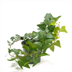 Ivy 'Hedera' Assorted