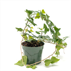 Ivy 'Hedera' Assorted