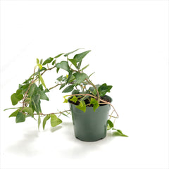 Ivy 'Hedera' Assorted