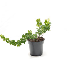 Ivy 'Hedera' Assorted