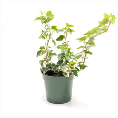 Ivy 'Hedera' Assorted