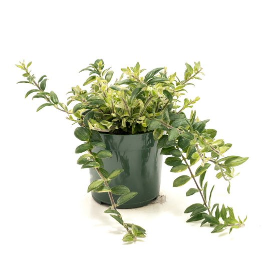 Lipstick Vine 'Bolero'