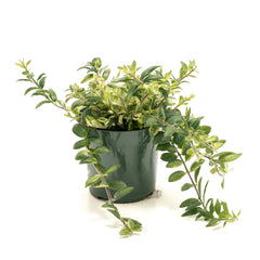 Lipstick Vine 'Bolero'