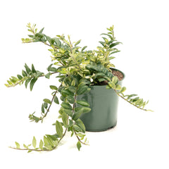 Lipstick Vine 'Bolero'