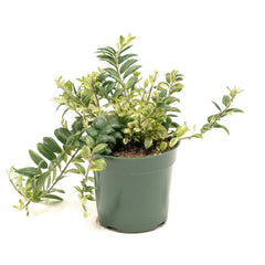 Lipstick Vine 'Bolero'