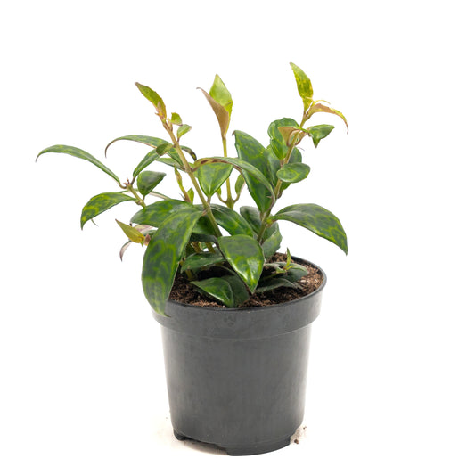 Lipstick Vine 'Pagoda'