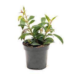 Lipstick Vine 'Pagoda'