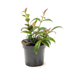 Lipstick Vine 'Pagoda'