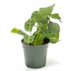 Maranta 'Prayer Plant Green'