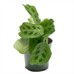 Maranta 'Prayer Plant Green'