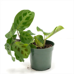 Maranta 'Prayer Plant Green'